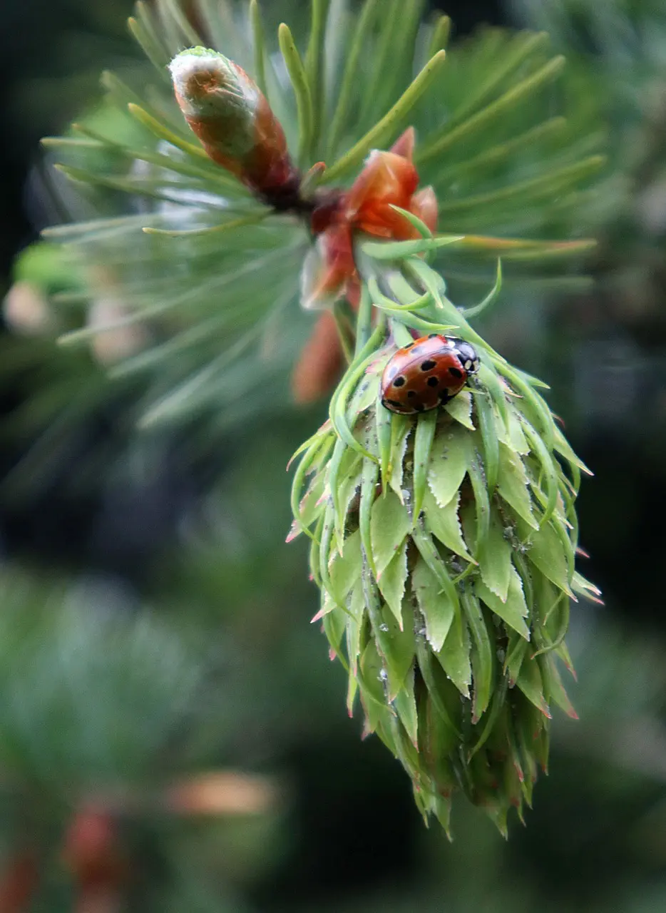 sprogmodul illustration