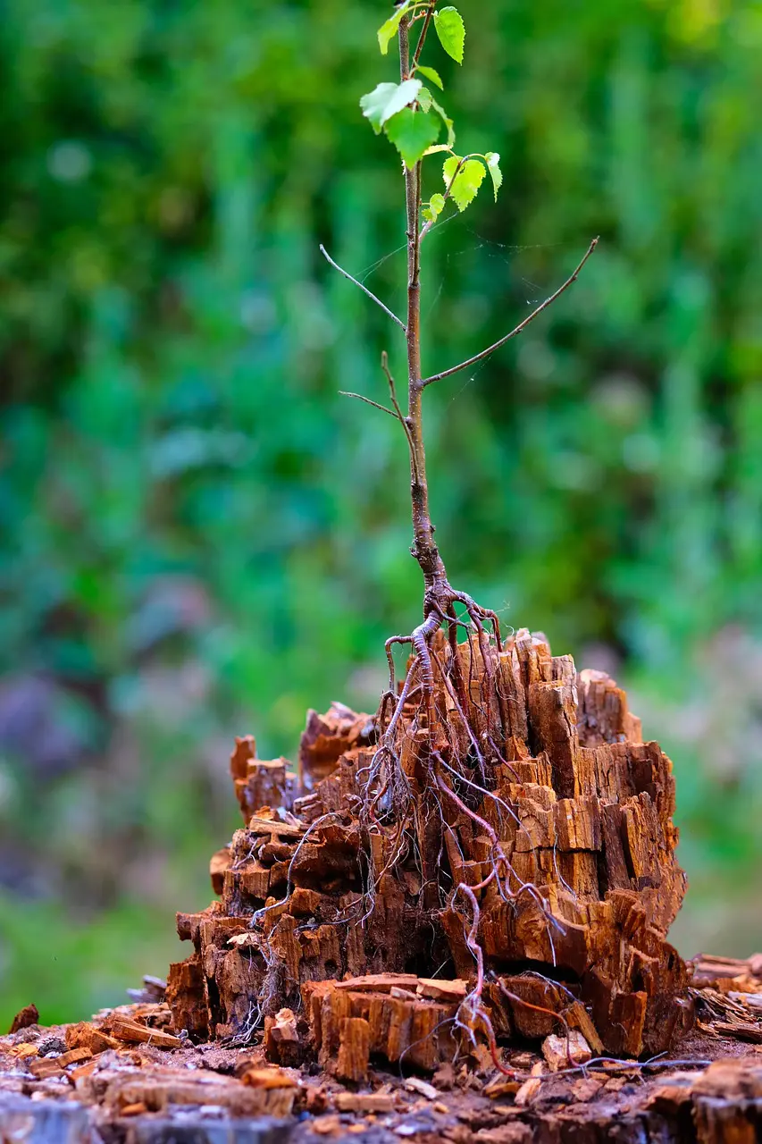 wordpress plugins illustration